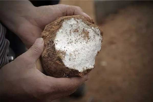 茯苓干燥易碎裂吸濕怎么辦?茯苓烘干機(jī)助力企業(yè)規(guī)模化生產(chǎn)! 茯苓干燥易碎裂吸濕怎么辦?茯苓烘干機(jī)助力企業(yè)規(guī)模化生產(chǎn)!